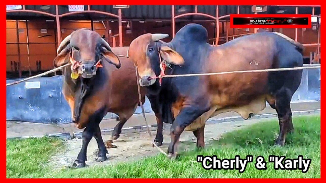 Cow Videos || Red Bull || SS Cattle Farm New Collection 2024 || "Cherly" & "Karly || RJRS TV