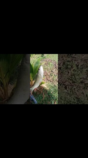 Big Fish Fishing on a Sunday 😊 #shorts #youtubeshorts #firstshortvideo #fishing #sunday #beutifulday