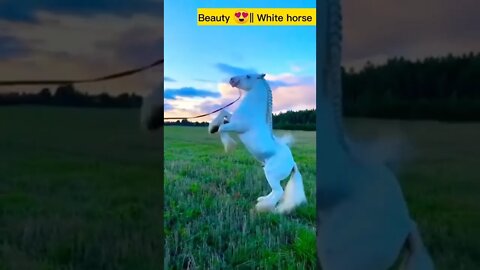 Beauty in the Beast 😍|| White horse | Albino Amezing short video