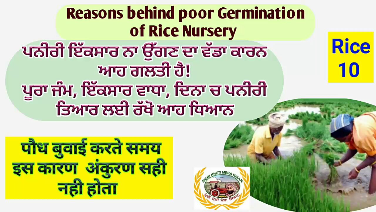 Reasons behind poor germination of Nursery! ਪਨੀਰੀ ਇੱਕ ਸਾਰ ਨਹੀ ਜੰਮਦੀ! ਚੋਬਾ ਹੋ ਜਾਂਦਾ! ਕੀ ਗਲਤੀ ਹੋਈ!