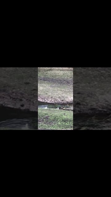 Happy ducks try to swim up the creek to the geese