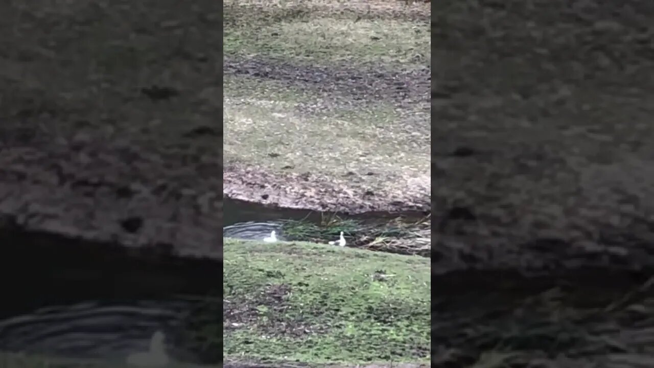 Happy ducks try to swim up the creek to the geese