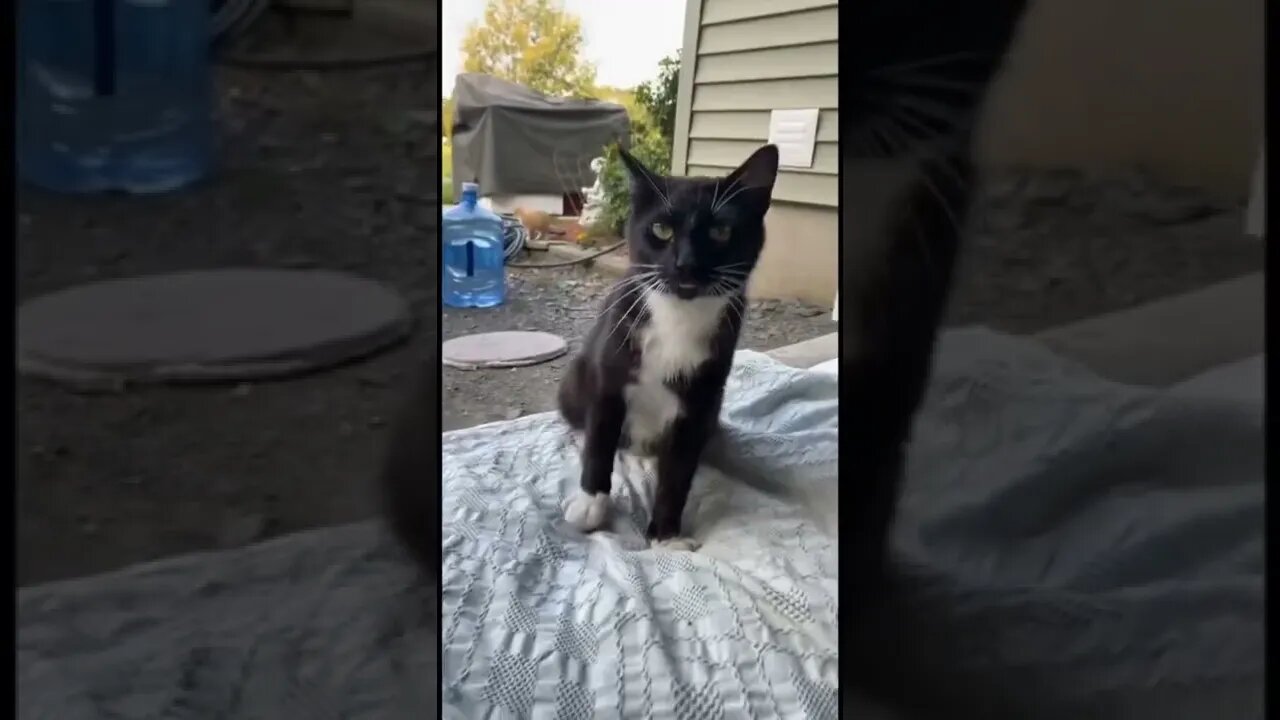 Funny Animals 161 funnycontent707