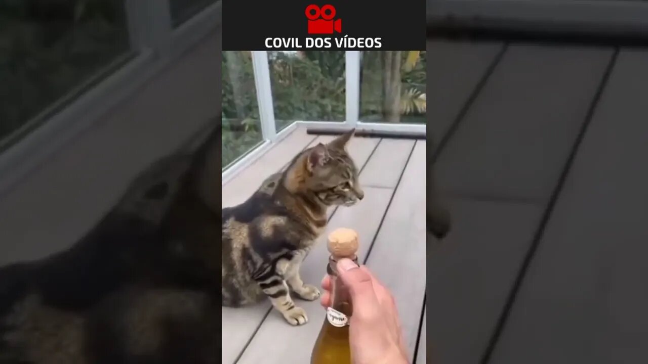 coitado do gato 😂😂😂