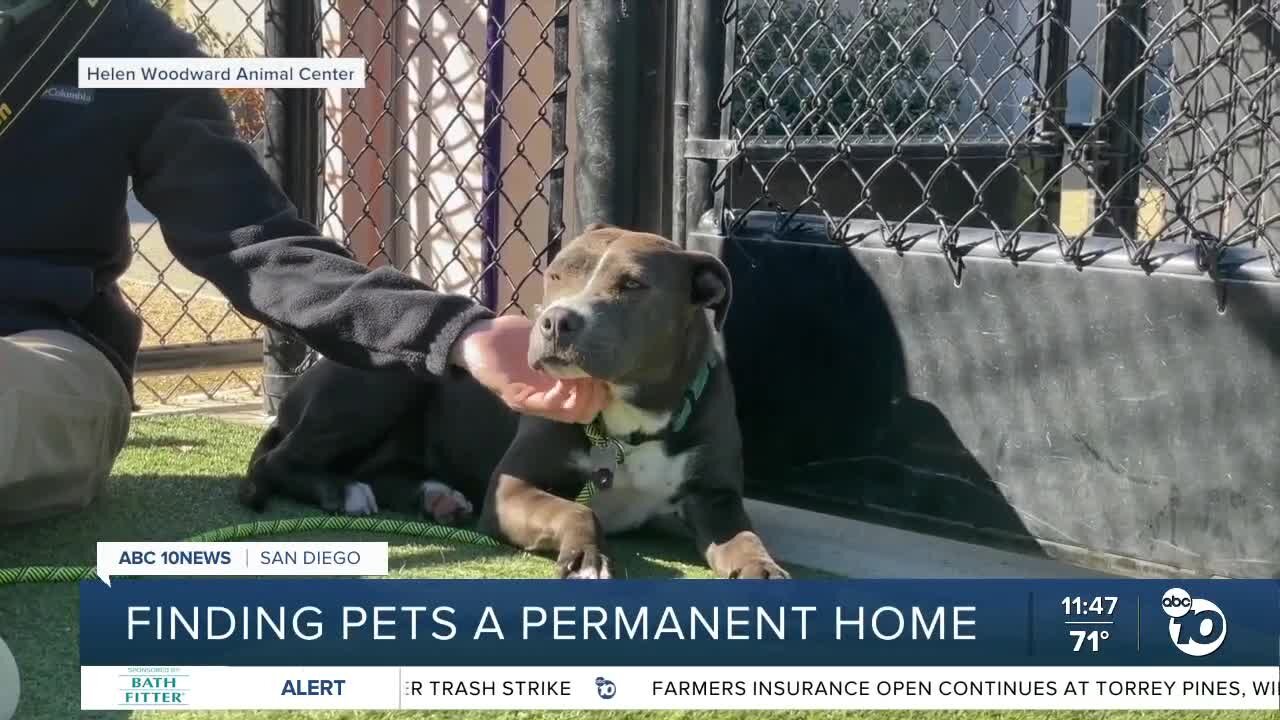 Pet of the Week: Pockie