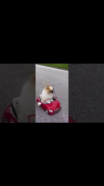 The way the dog looks back at the police officer while getting pulled over😂😂