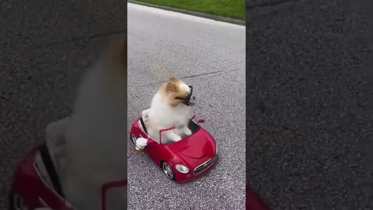 The way the dog looks back at the police officer while getting pulled over😂😂