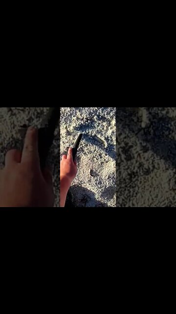 Metal Detecting Florida Beach • Equinox Detector • Silver #shorts