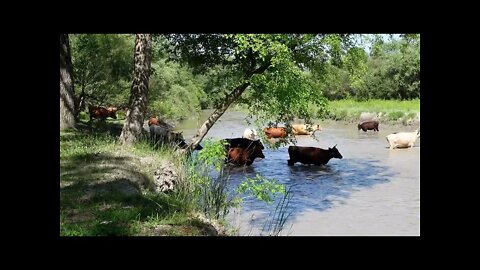 Natural Animal Meeting | Summer Love Between Bulls & Cow New Videos