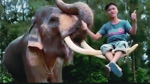 A boy sitting on the tusk of an elephant