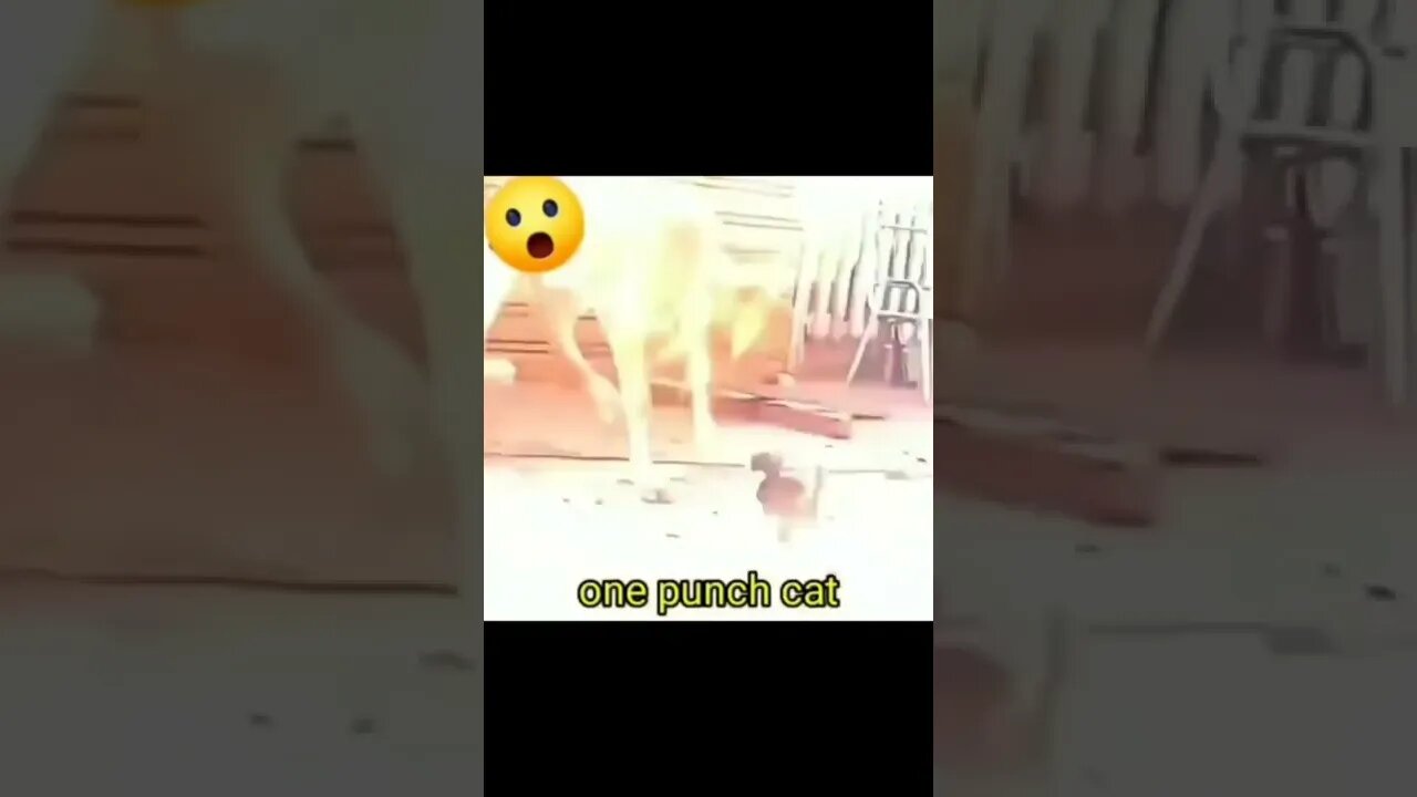 one punch cat