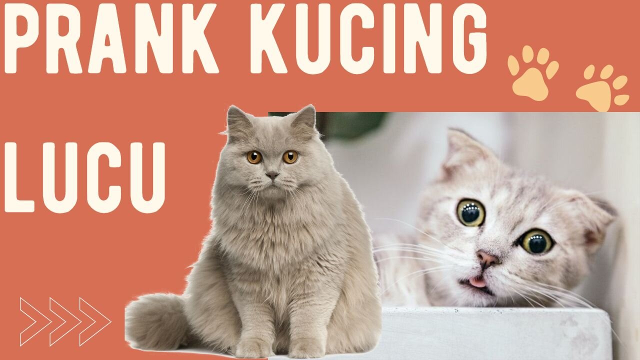 kucing ini lucu sekali di tahun 2023