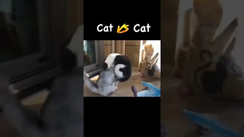 #cars #fight #scandal