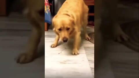 Soo funny 😂❤️…. Please make this viral | #shorts | #viral | #funny