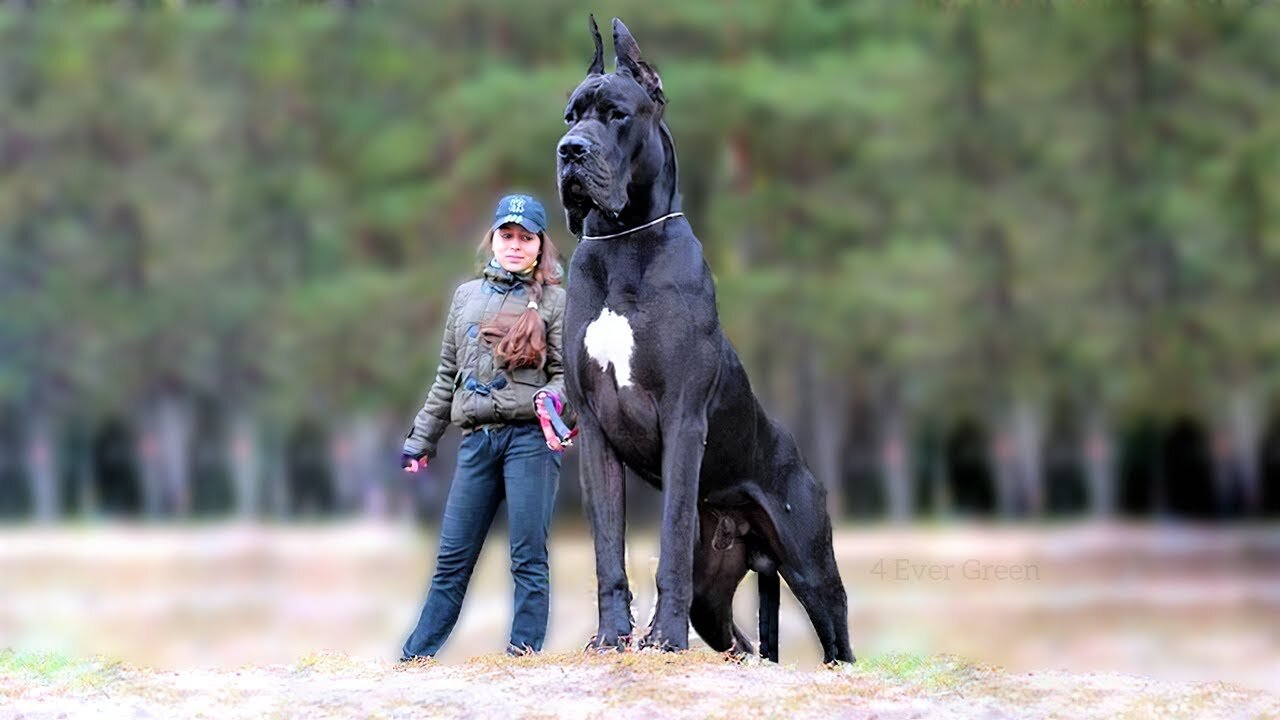 World's biggest Dogs😱 | Indian Royal Breed Bully Kutta