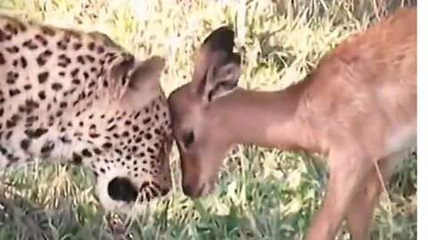 Tiger Love Baby Deer.