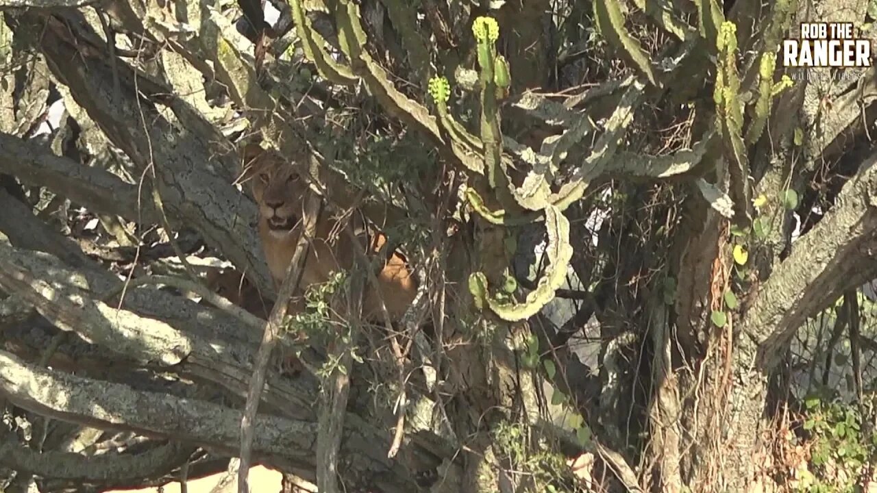 Tree Climbing Lion Pride | Queen Elizabeth National Park, Uganda