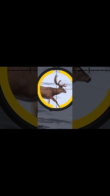 Hunting Coyotes #357 #elk #shorts #dog #animals #hunter #hunting #ytshorts #dog #coyotes #wildlife