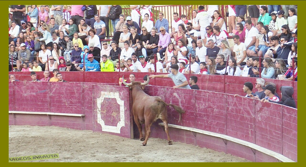 ARGUEDAS ( NAVARRA ) TARDE VACAS EN PLAZA ( DOMINGO 6 AGOSTO 2023 ) GANAD.ALFREDO IÑIGUEZ