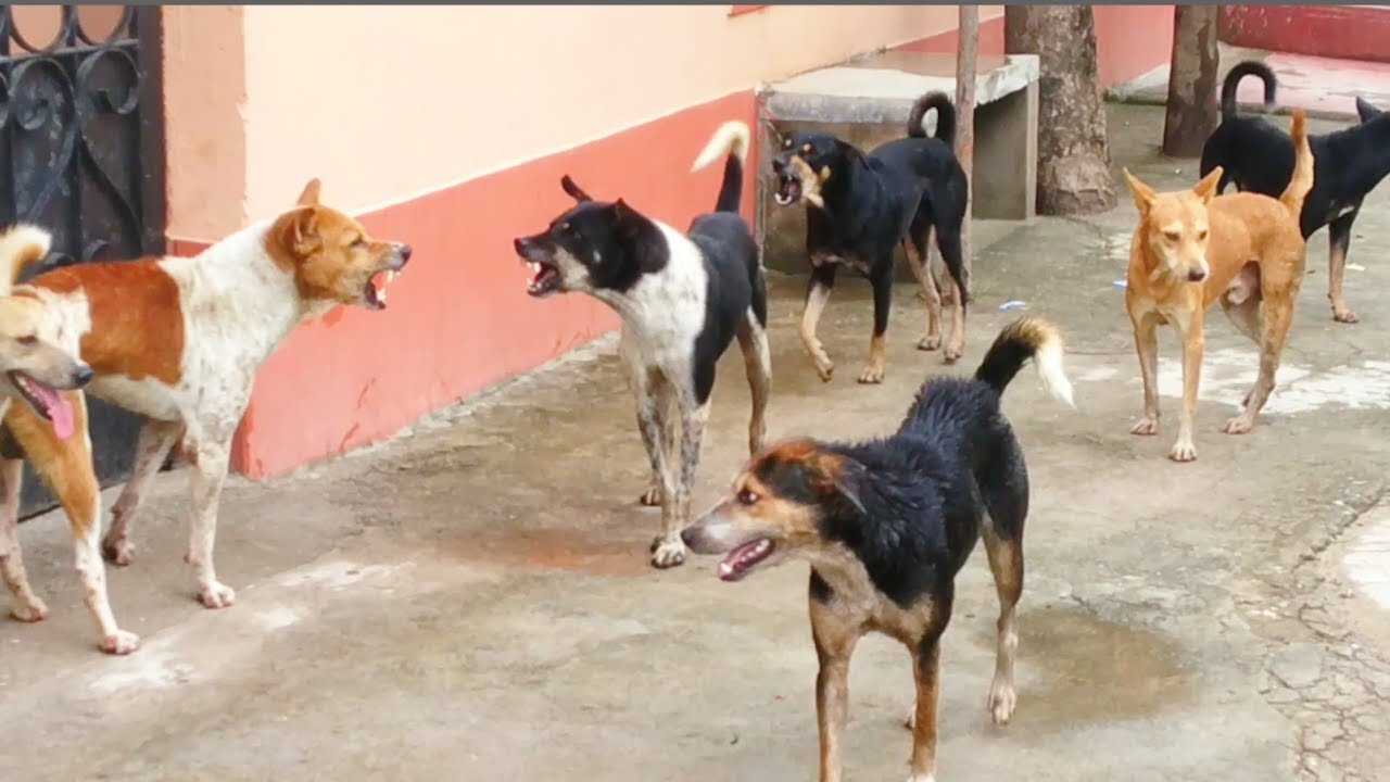 STREET DOG FIGHT || DOG FIGHT VIDEO 🐕DOGS BARKING