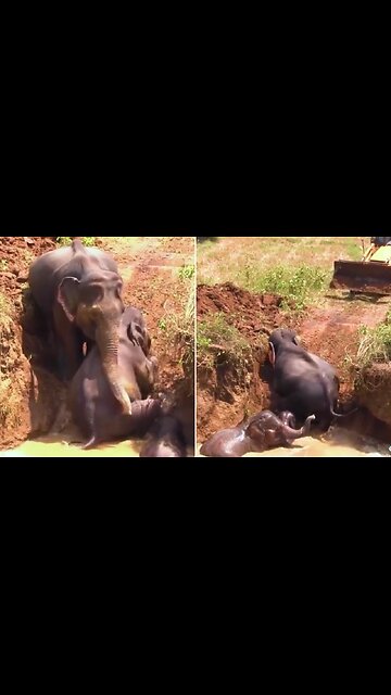 Elephants and animals 🐘🐘 | #elephant | #animals