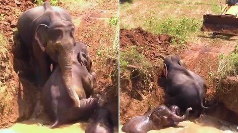 Elephants and animals 🐘🐘 | #elephant | #animals