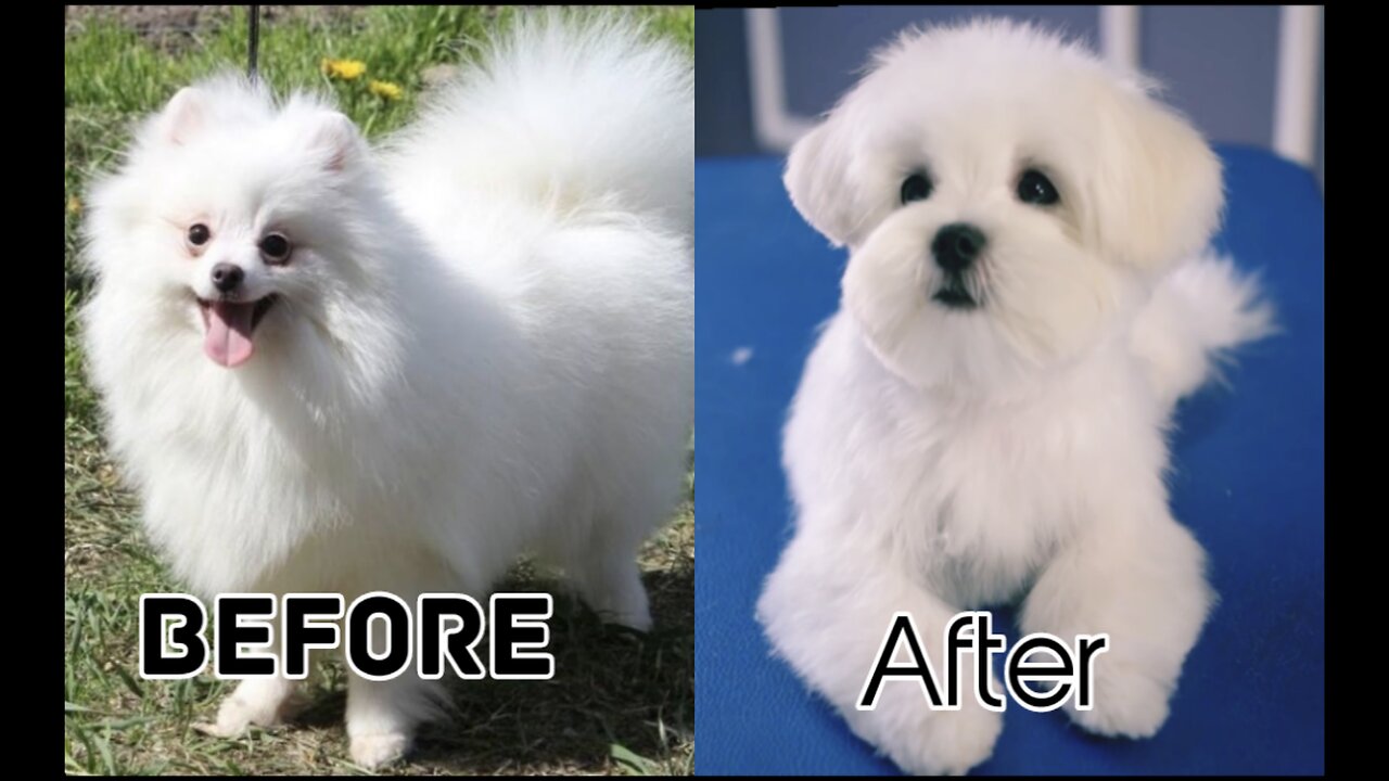 What happing with my pet.