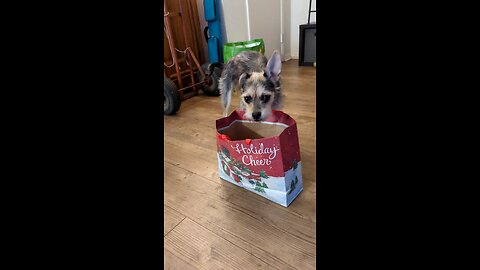 Maya's Toy Reviews - Christmas 2022 Toy Haul