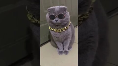funny cat