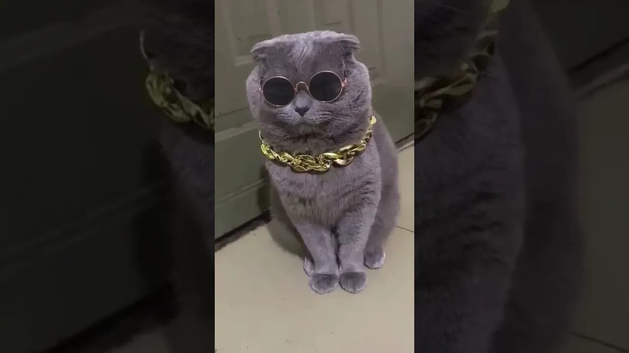 funny cat