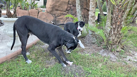 Great Dane Puppy Gets Landscaping Lessons On How To Dig A Hole