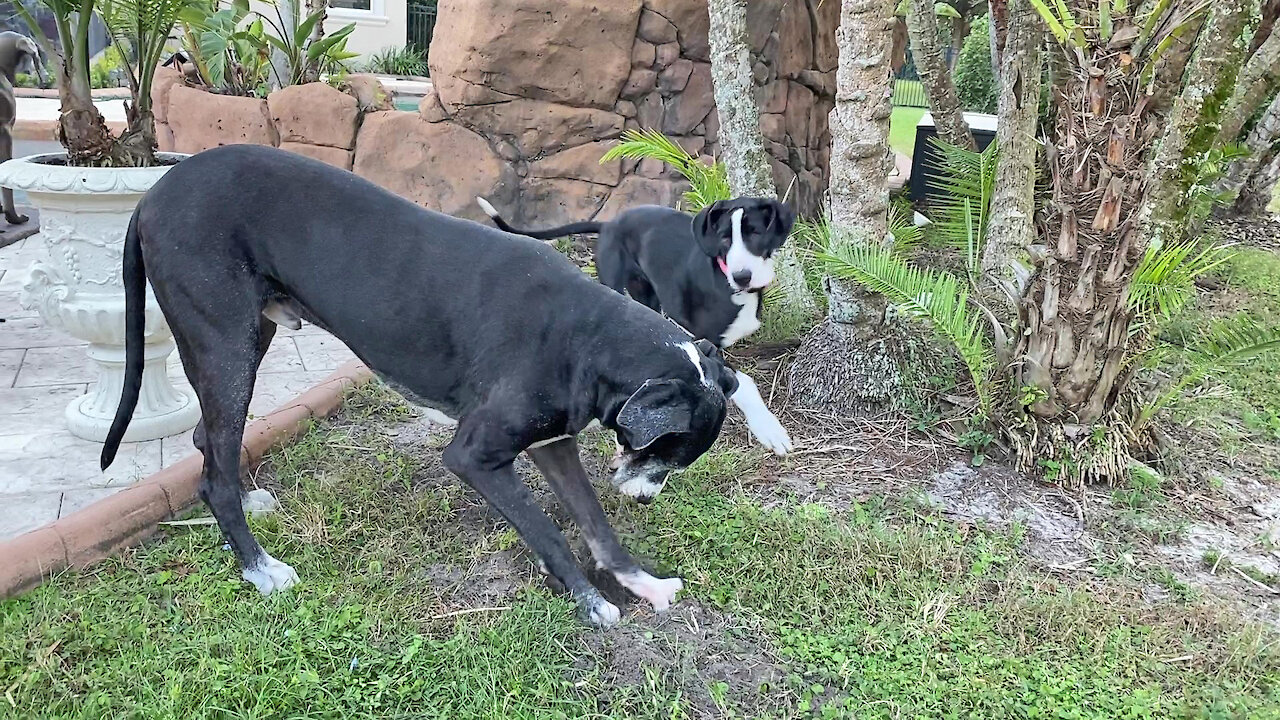 Great Dane Puppy Gets Landscaping Lessons On How To Dig A Hole