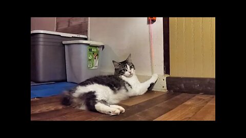 Manx Kitty Puts String Toy to the Test