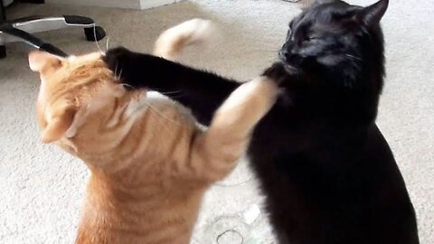 Angry Cat Fights 2023 | Kill To Death🤣🤣🤣