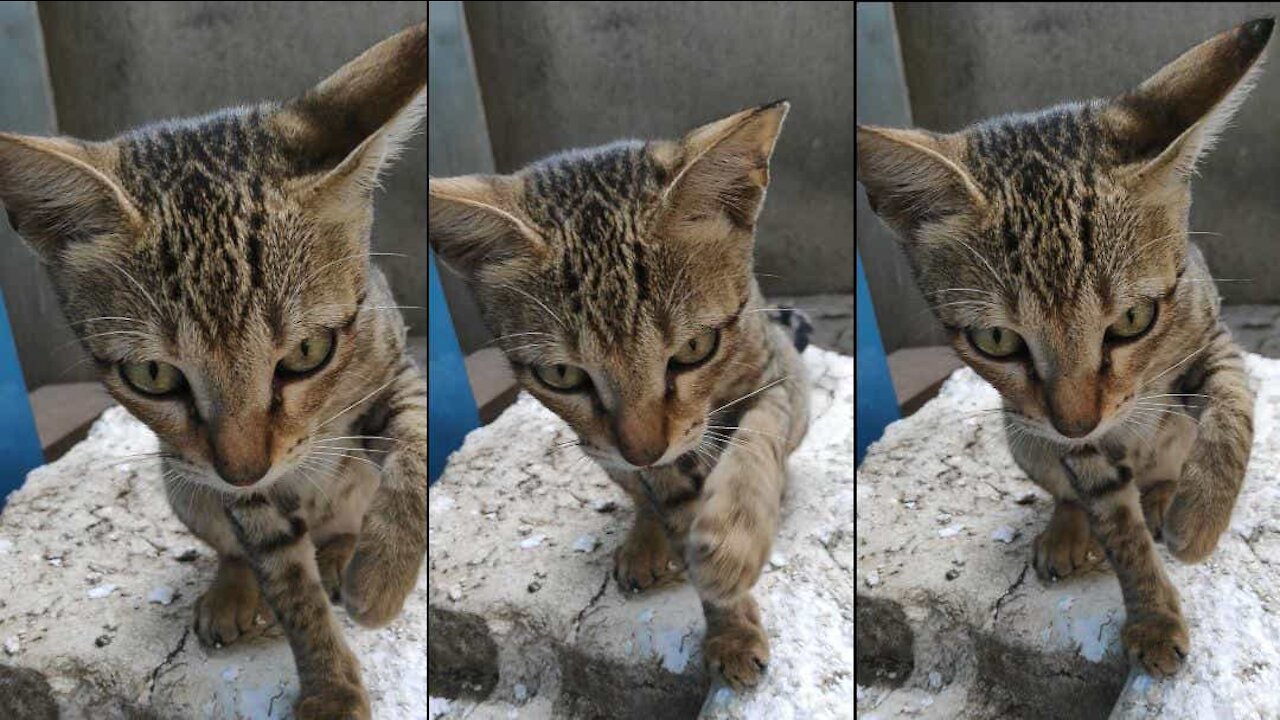 Clever Cute Cat playing with Termocol