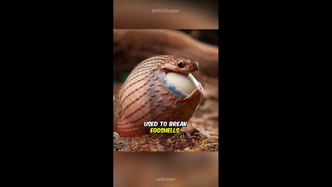 The Egg Eating Snake #animals #snake #egg #animals #fyp #foryou #facts #shorts #viral #trending