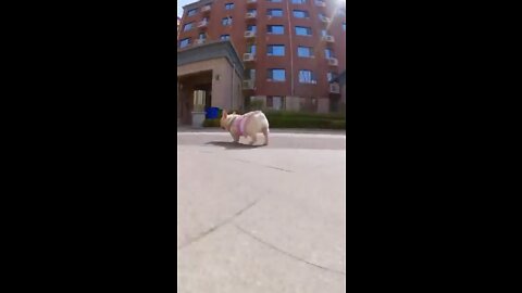 Skatedog 9