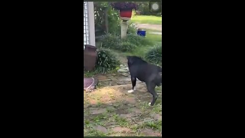 🐍 vs 🐕 😳😨