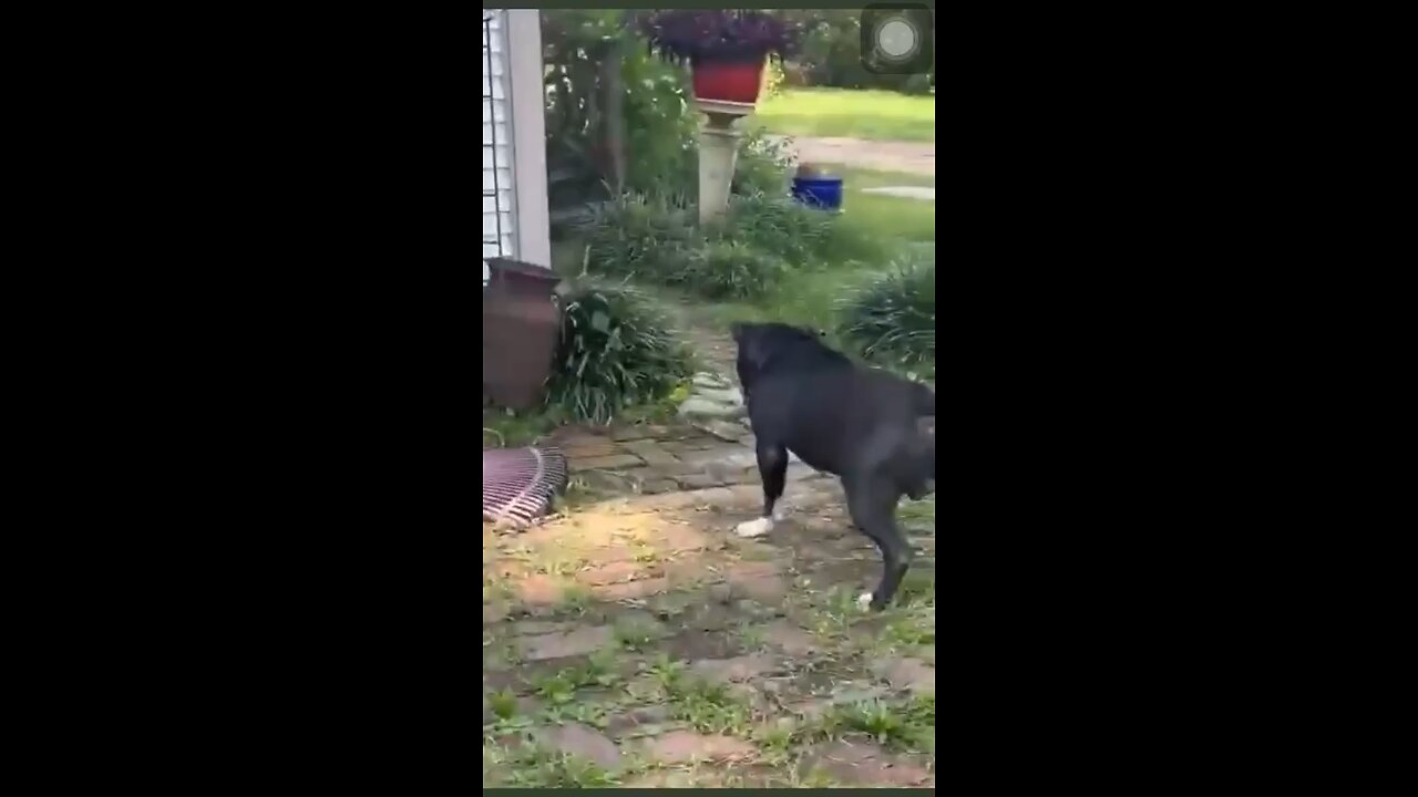 🐍 vs 🐕 😳😨