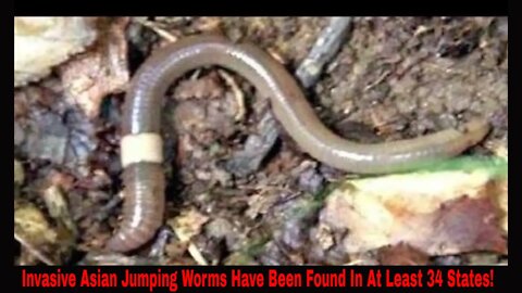 Invasive Asian Jumping Worms Found In At Least 34 States!