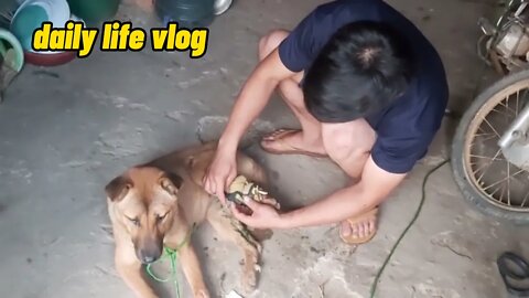 broken leg dog | daily life vlog