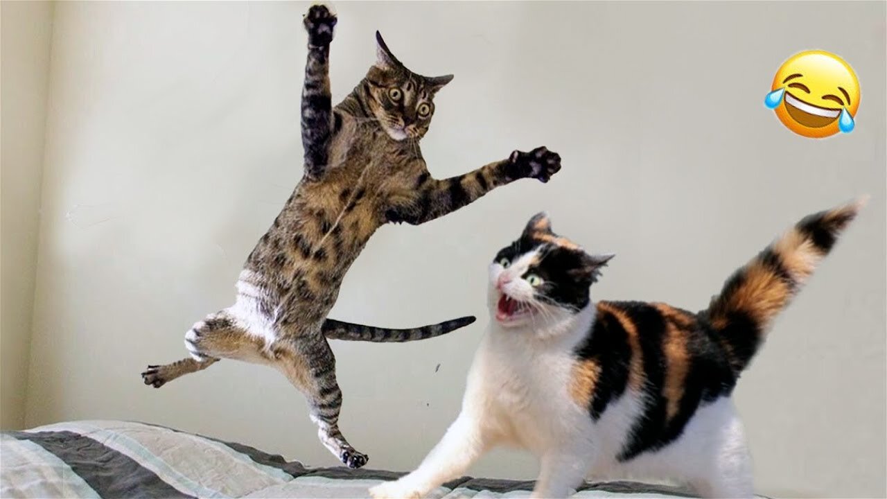 Most Funniest Cat Fights 🤣😂