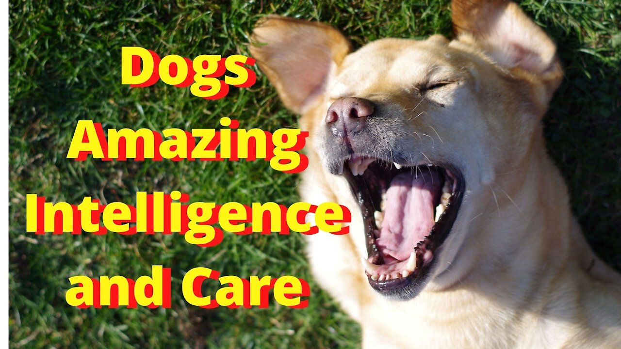 Dogs Amazing Intelligence and care