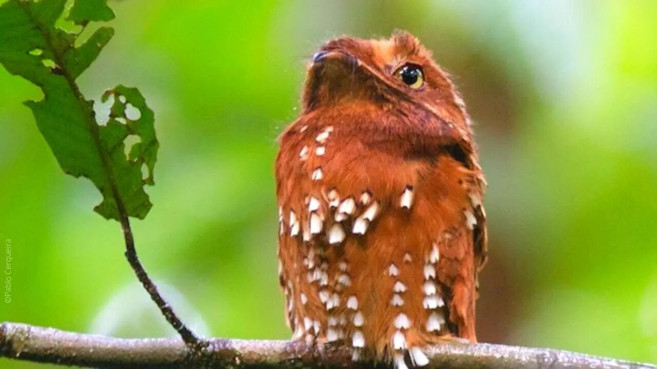 5 Min de Ibijau Roux - O URUTAU FERRUGEM Cantando - Birding