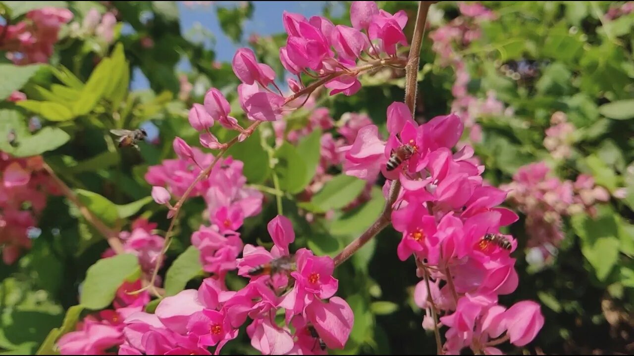 NATURE AND PATIENCE | Quotes