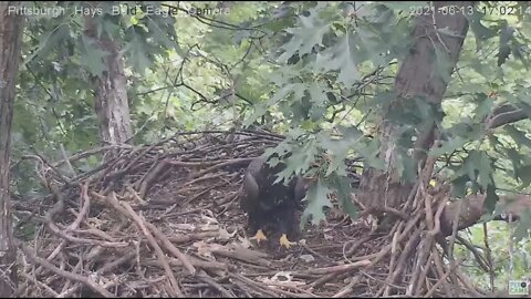 Hays Juvenile H13 flys into nest to join H14 in the attic perch 61321 17:00