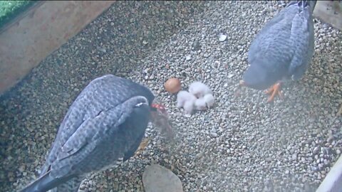 Vote to name We Energies' peregrine falcon chicks