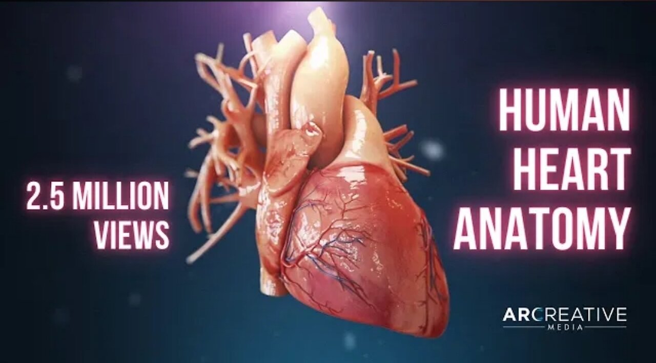 Human Heart Anatomy 3D Medical Animation ❤