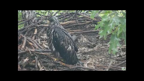 Hays Eagles juvenile H15 closeup 2021 05 28 17 28 26 370
