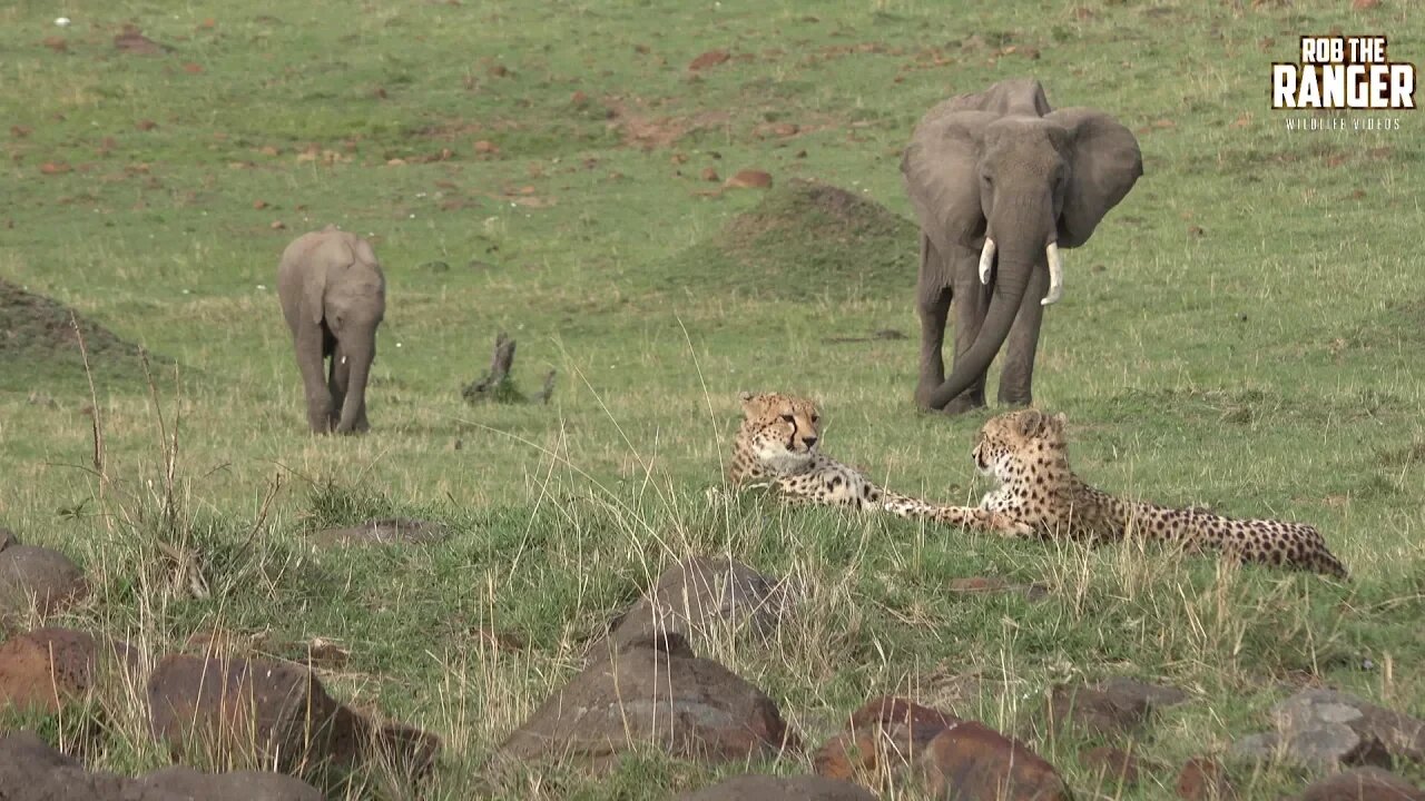 Cheetah Sisters With Elephants | Epic Kenya (Introduced By The Kindred Souls) | Zebra Plains